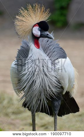 The grey crowned crane (Balearica regulorum) is a bird in the crane family Gruidae. It occurs in dry savannah in Africa south of the Sahara, although it nests in somewhat wetter habitats.