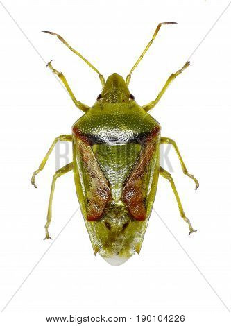 Juniper Shield Bug on white Background - Cyphostethus tristriatus (Fabricius 1787)