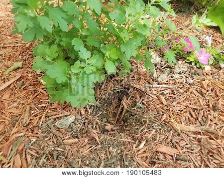 green plant with small animal hole in wood chips