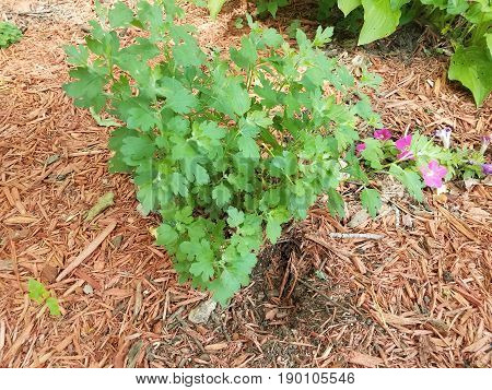 green plant with small animal hole in wood chips