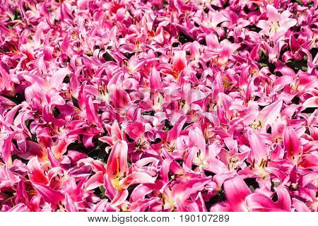 Many Pink Lily Flowers On Flowerbed