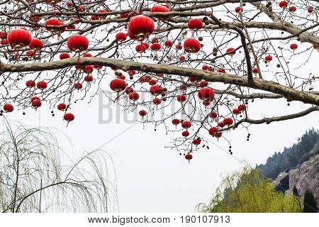 Chinese Red Lanterns Of Tree Branches In Spring