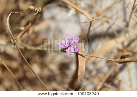 A Velezia Rigida flower growng in a forest of Lebanon.