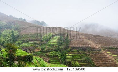 View Of Hills With Terraced Rice Fields In Rain