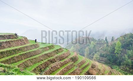 Above View Of Terraced Rice Plantations On Hills