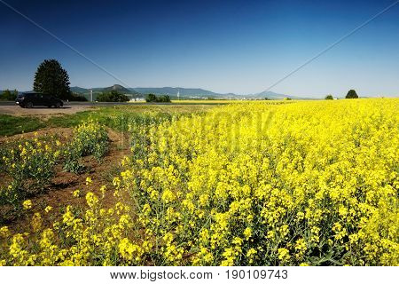 Ceske Stredohori Czech republic - May 19 2017: black car Opel Astra H stand by road between rape fields during spring afternoon