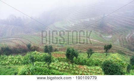 View Of Rice Terraced Hills In Brume