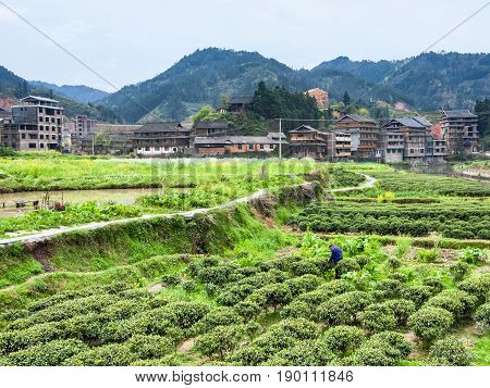 Tea Bushes In Chengyang Village