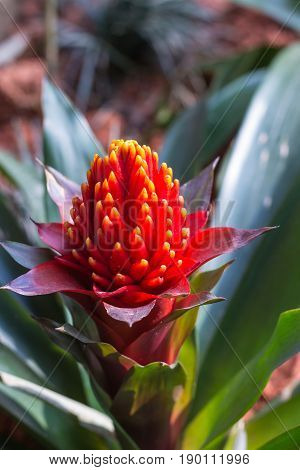 Red Exotic Tropic Flower In Chengyang