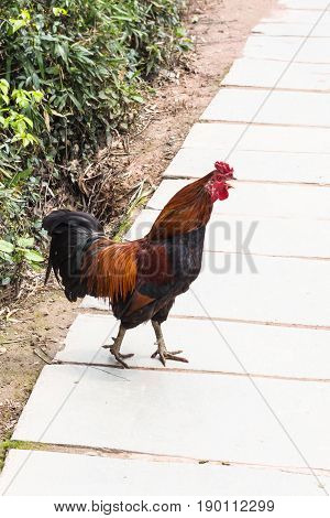 Red And Black Cock Crows On Street In Chengyang