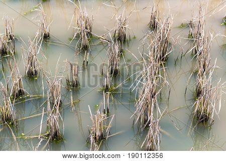 Rice Field Under Water In Chengyang Village