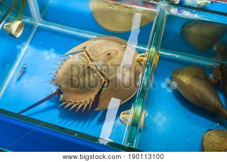 Horseshoe Crab In Fish Market In Guangzhou City