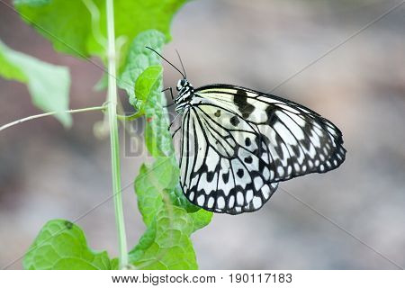 Butterfly In The Nature Green Forest Habitat