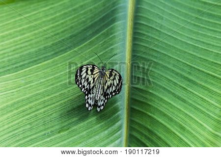 Butterfly In The Nature Green Forest Habitat