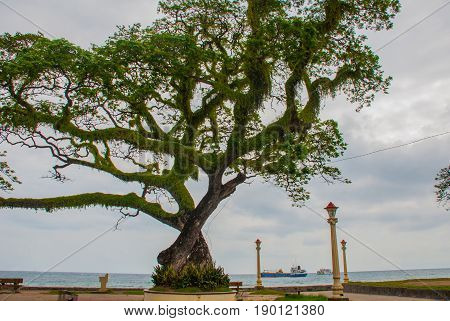 Waterfront With Beautiful Trees In Cloudy Weather. Dumaguete, Philippines