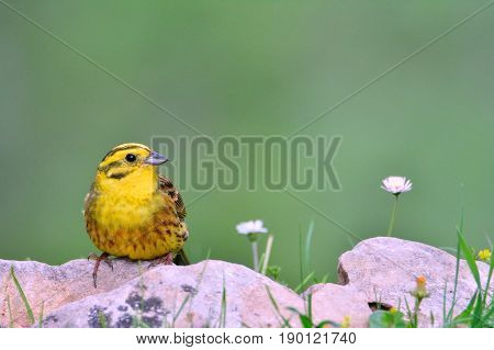Yellowhammer, (emberiza Citrinella).