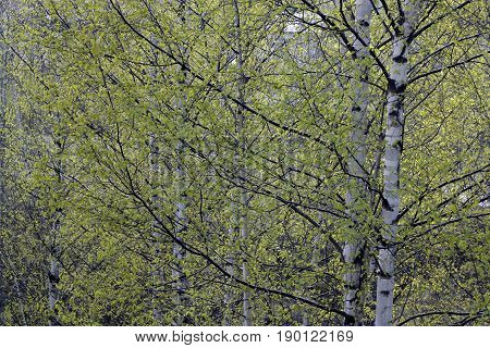 Several birches with large branches and brightgreen leaves in foreground