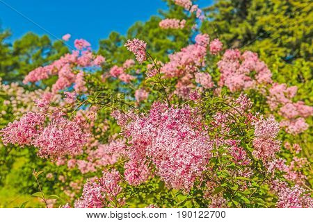 A lilac bush in the botanical garden of Kiev.