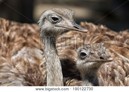 Group portrait of african ostrich close up. Selective focus.