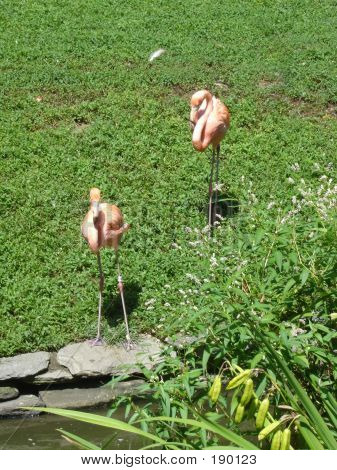 Delikat flamingoer