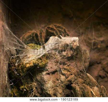 Close Up On Chilean Rose Tarantula Grammostola Rosea