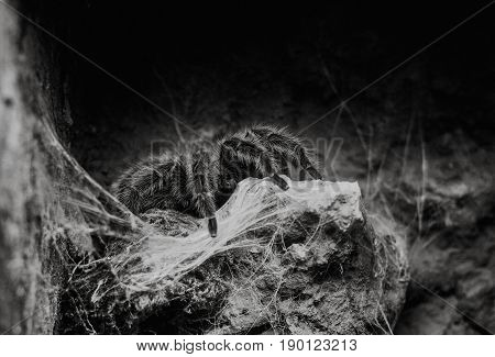 Close Up On Chilean Rose Tarantula Grammostola Rosea