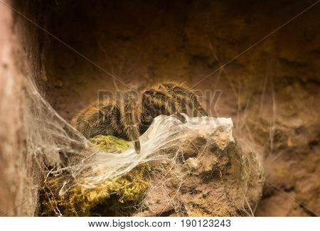 Close Up On Chilean Rose Tarantula Grammostola Rosea