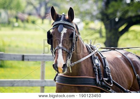 Portrait Of Horse Pulling Carriage In Summer
