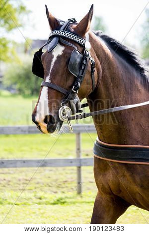 Portrait Of Horse Pulling Carriage In Summer