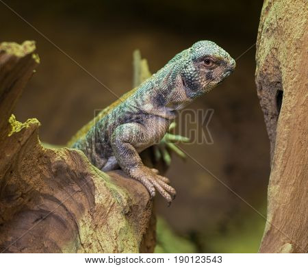 Close Up On Omani Spiny Tailed Lizard Uromastyx Thomasi
