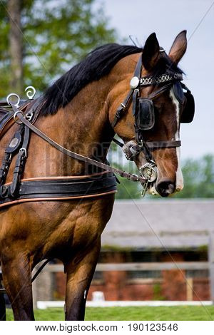 Portrait Of Horse Pulling Carriage In Summer
