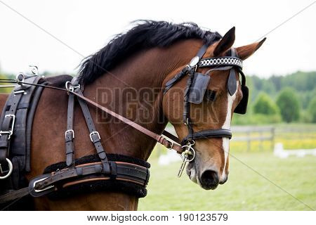 Portrait Of Horse Pulling Carriage In Summer