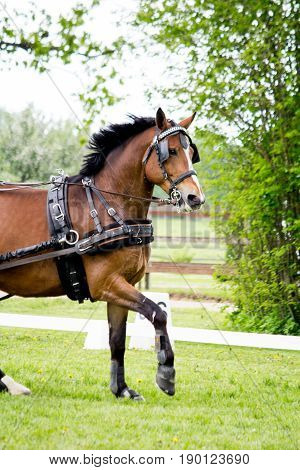 Portrait Of Horse Pulling Carriage In Summer