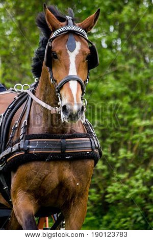 Portrait Of Horse Pulling Carriage In Summer