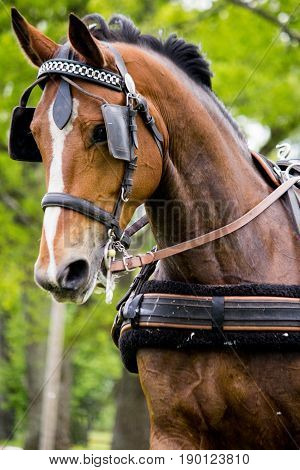 Portrait Of Horse Pulling Carriage In Summer
