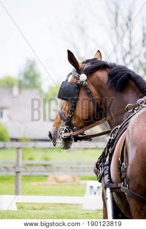 Portrait Of Horse Pulling Carriage In Summer