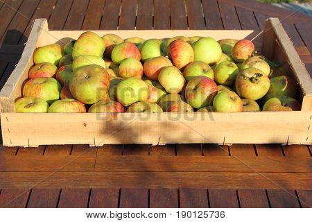 Crate of apples on a table after harvesting