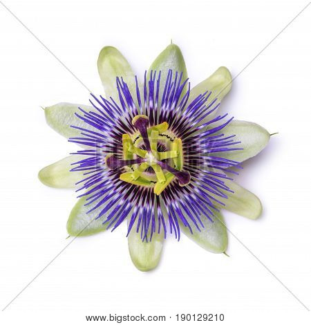 Passiflora passionflower isolated on white background. Big beautiful flower