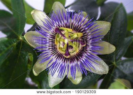 Passiflora passionflower with dew water drops . Big beautiful flower