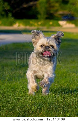 small white scruffy dog running through the grass