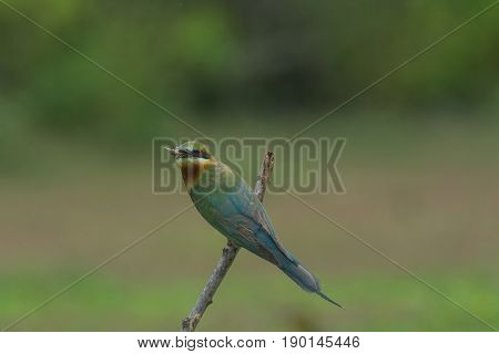Beautiful Bird Blue Tailed Bee Eater