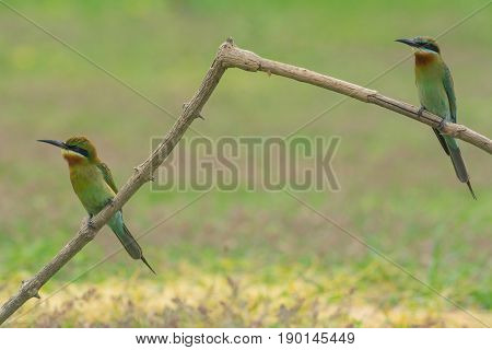 Beautiful Bird Blue Tailed Bee Eater