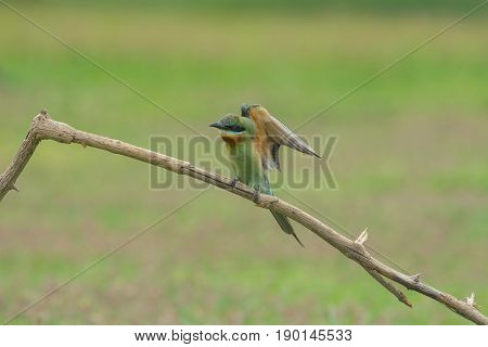 Beautiful Bird Blue Tailed Bee Eater