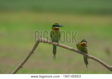 Beautiful Bird Blue Tailed Bee Eater