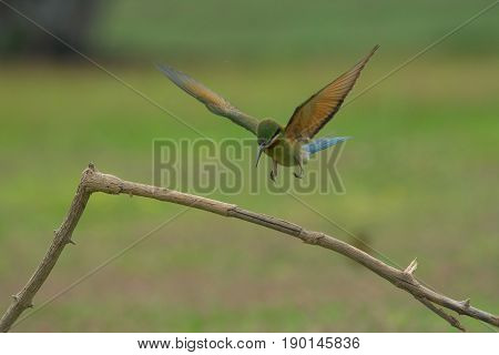 Beautiful Blue Tailed Bee Eater Flying