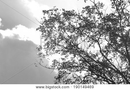 The big tree with the full leaf and the shading with the sky. For the background and decorate in the black and white version.