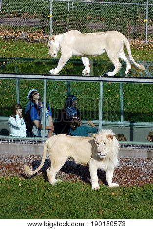 HEMMINGFORD QUEBEC CANADA 08 10 13: People watch timbavati white lion in the glass tunnels are designed so that you can watch these majestic felines from three different angles above, beside and below