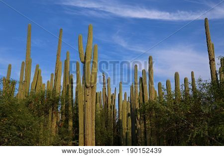 Cactus Forest in the Jardin Botanico Helia Bravo Hollis, Mexico