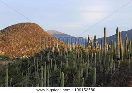 Cactus Forest in the Jardin Botanico Helia Bravo Hollis, Mexico