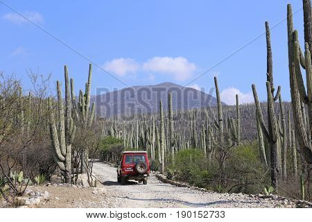 Toyota Landcruiser in the Cactus Fields of the Jardin Botanico Helia Bravo Hollis in Mexico, February 2015